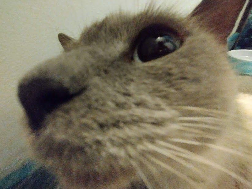 Your daily kitten