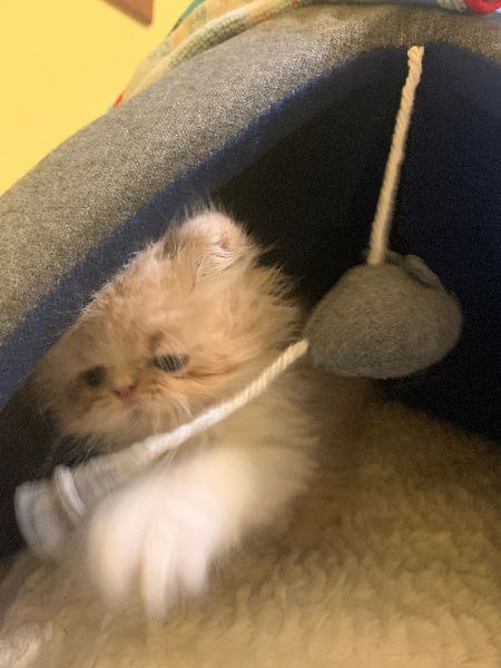 Cute playful British Shorthair kitten — certified healthy lines