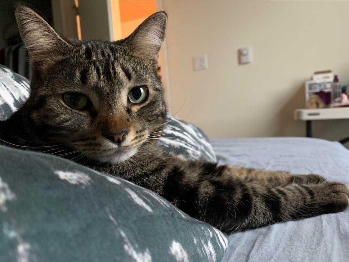 Your daily kitten