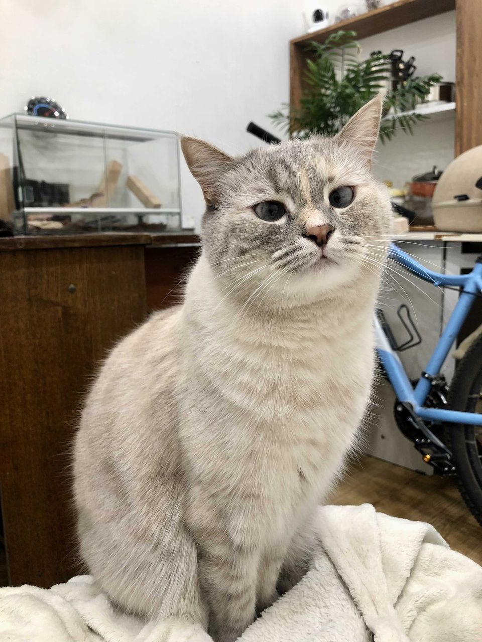 Your daily kitten