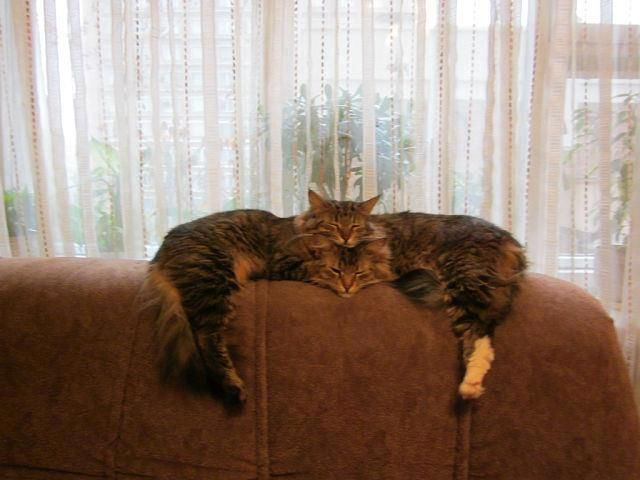 Your daily kitten