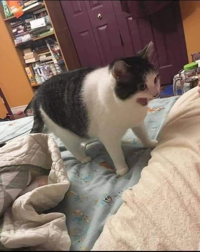 Сердитый котик