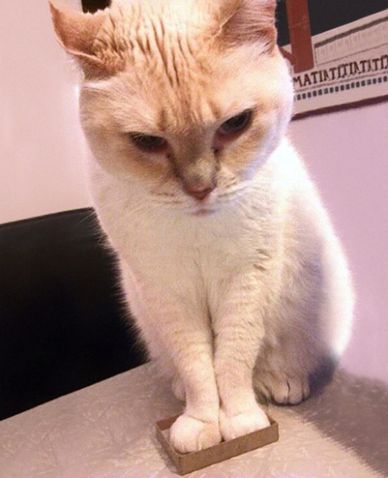A majestic cat