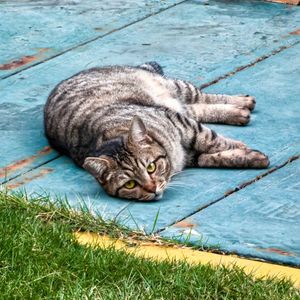 Cute Cat