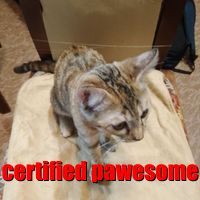 https://cataas.com/cat/cute/says/certified%20pawesome?fontSize=24&fontColor=red&type=square