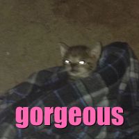 cat