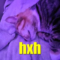 i want to rewatch hunter x hunter with you, the series, and the movie