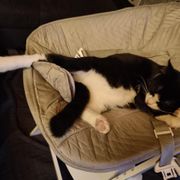 Cute cat avatar