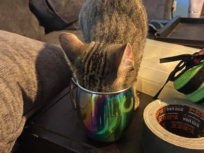 Cute cat