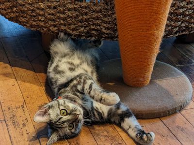 Cute cat