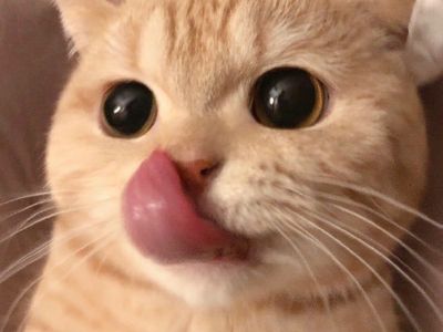 Cute cat
