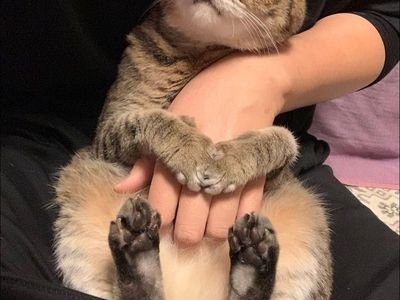 Cute cat