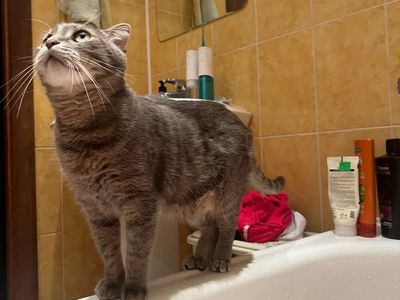 Cute cat