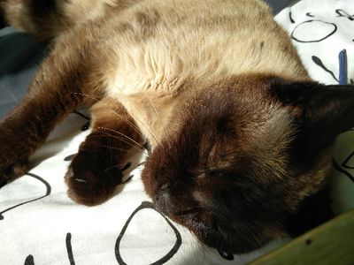 Cute cat