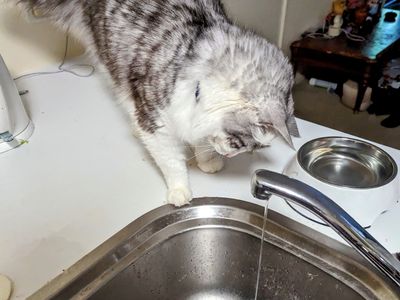 Cute cat