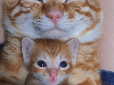 Cute cat