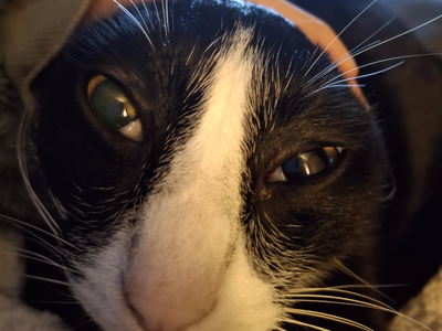 Cute cat