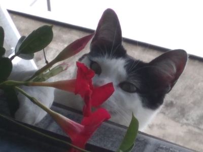 Cute cat