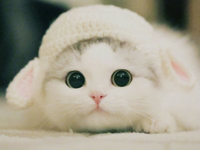 Cute cat