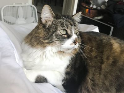Cute cat