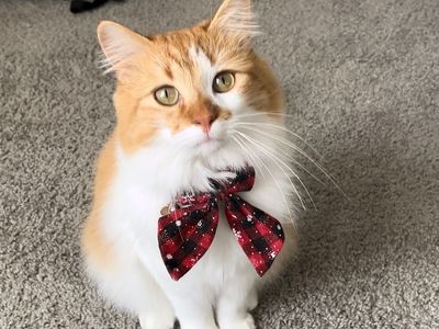 Cute cat