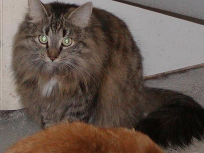 Cute cat
