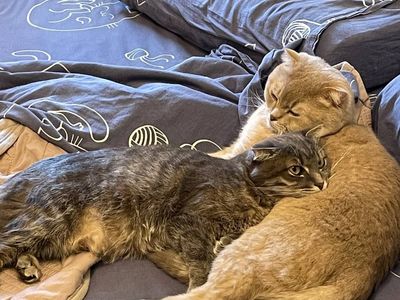 Cute cat