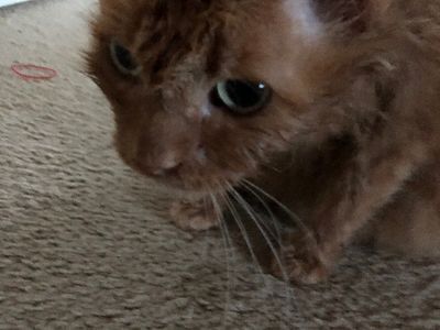 Cute cat
