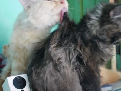 Cute cat