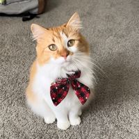 Mırnav, Scottish Fold
