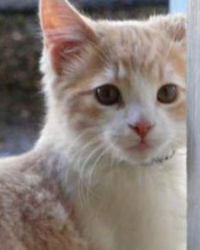 Whiskers