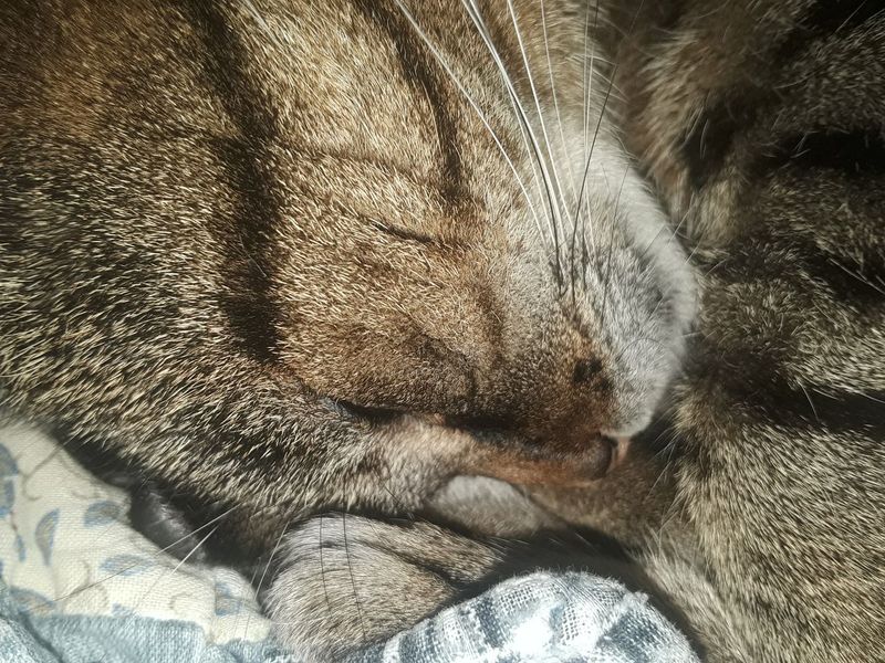 Cute kitten portrait