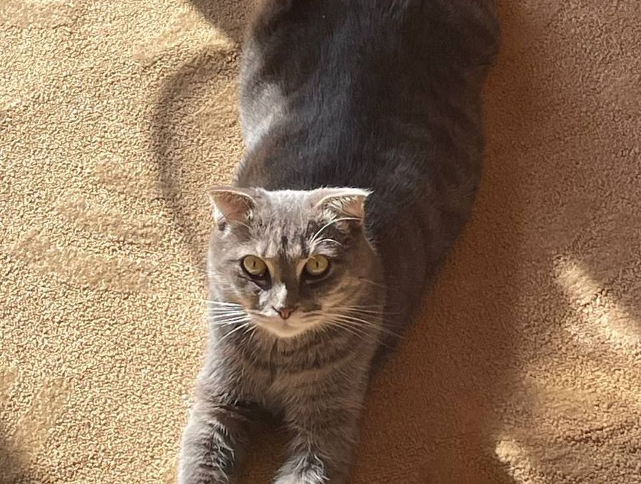 Портрет кота