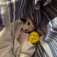 Cute cat