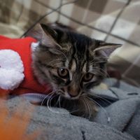 Cat asking for a date