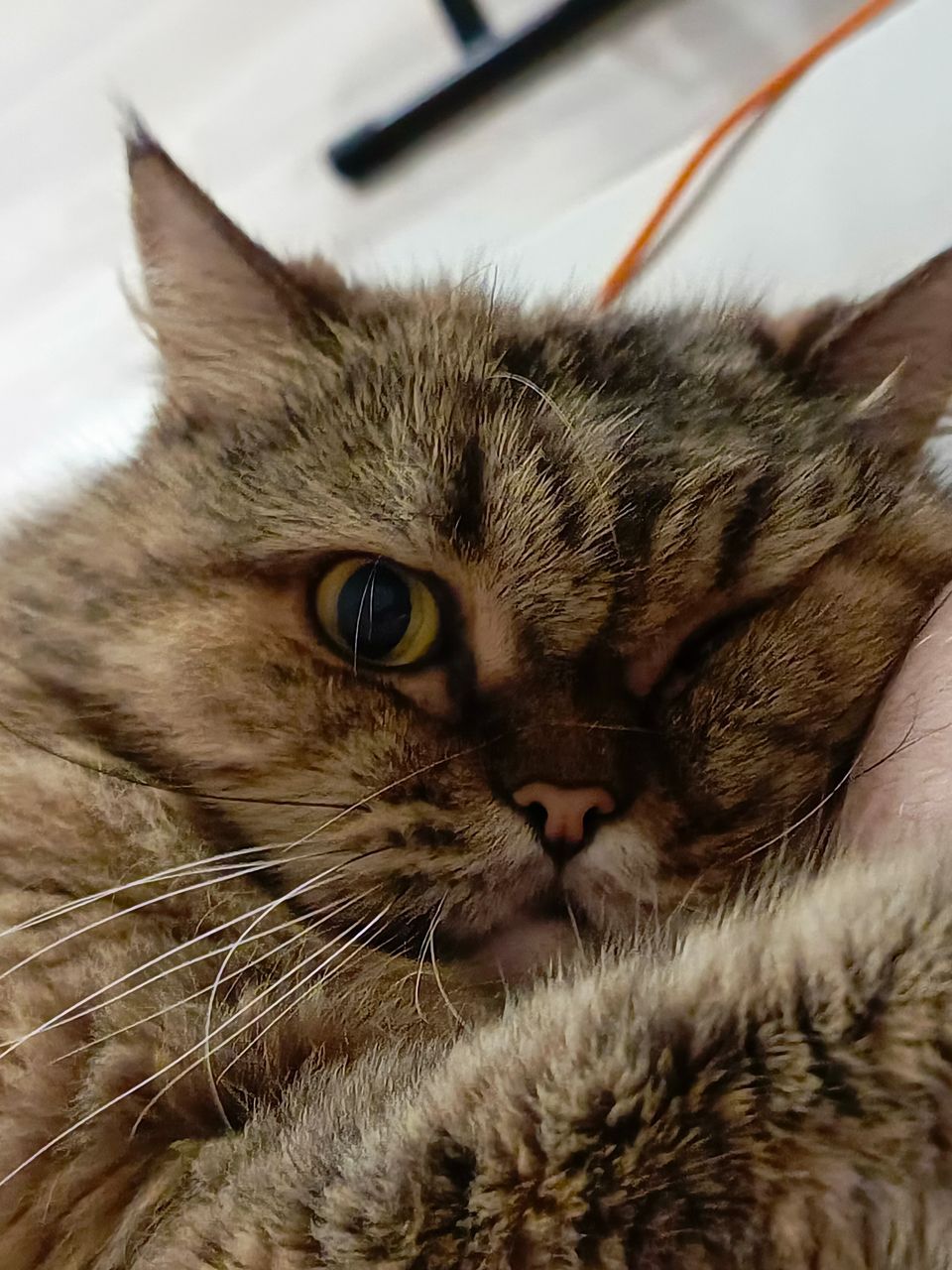 Your daily kitten