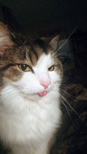 forest cat, blep