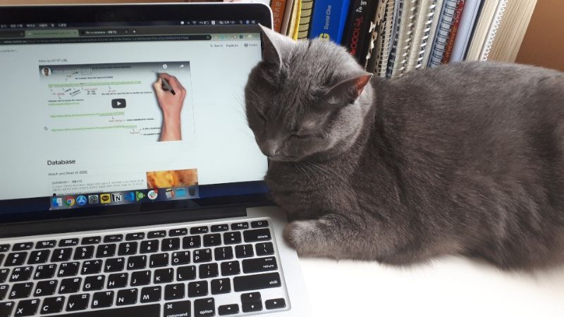 Your daily kitten