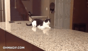 Gif of a cat failing to do something.