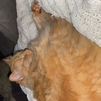 Fluffy cat