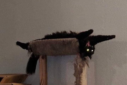 Funny cat
