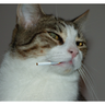 Random Cat's avatar