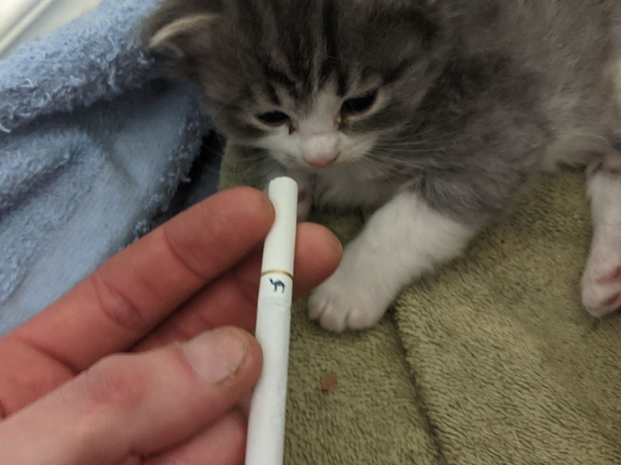 Британские короткошёрстные котята смешные мемы — Grand Liberty