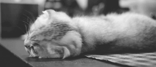 Cat placeholder
