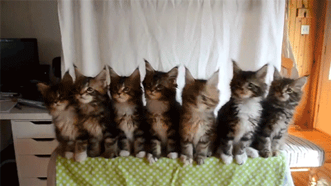 Cat placeholder