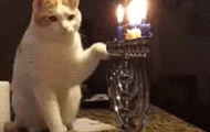 Random cat gif