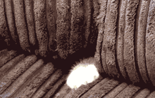 Appendix cat gif