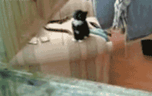 Cinema cat gif