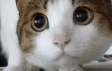 Cinema cat gif