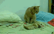 Electric age cat gif